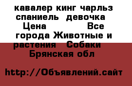  кавалер кинг чарльз спаниель -девочка › Цена ­ 45 000 - Все города Животные и растения » Собаки   . Брянская обл.